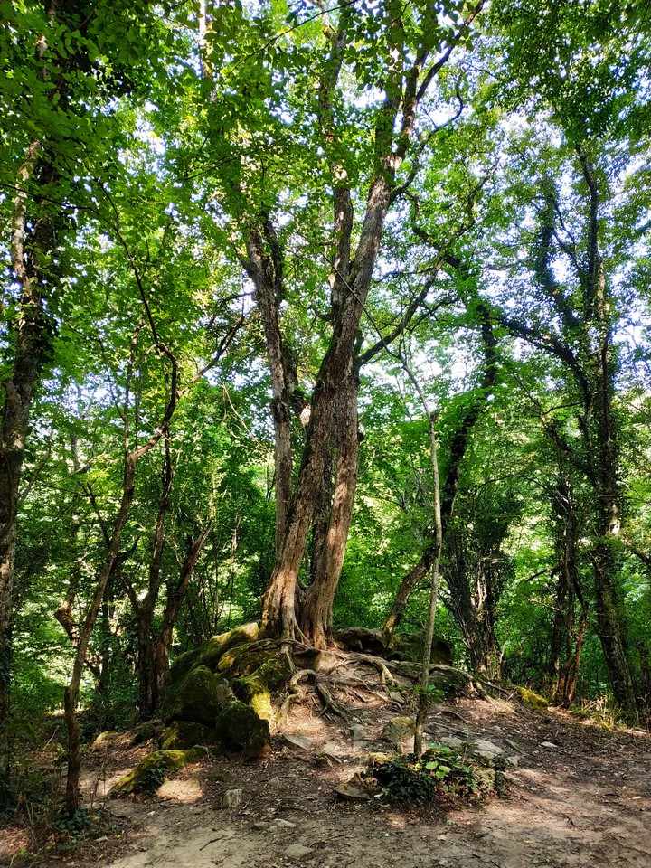 Лето в лесу