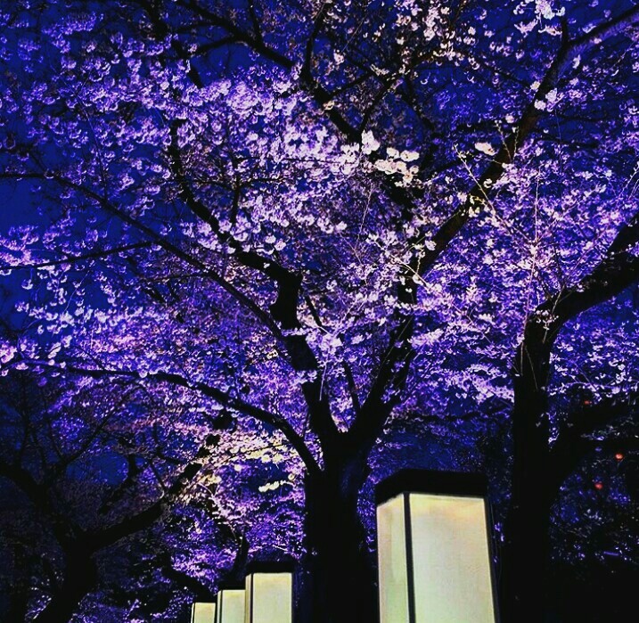 Beautiful Tree