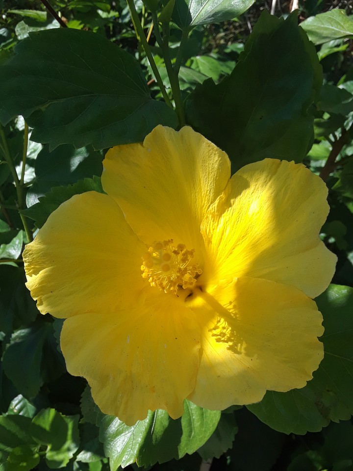 yellow flower