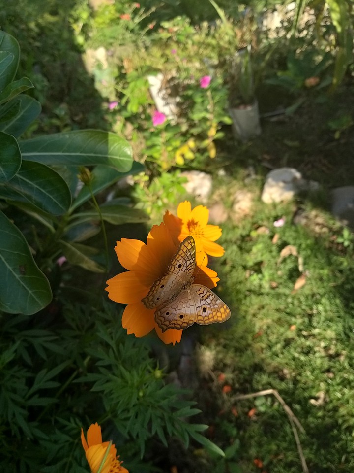 Mother Nature