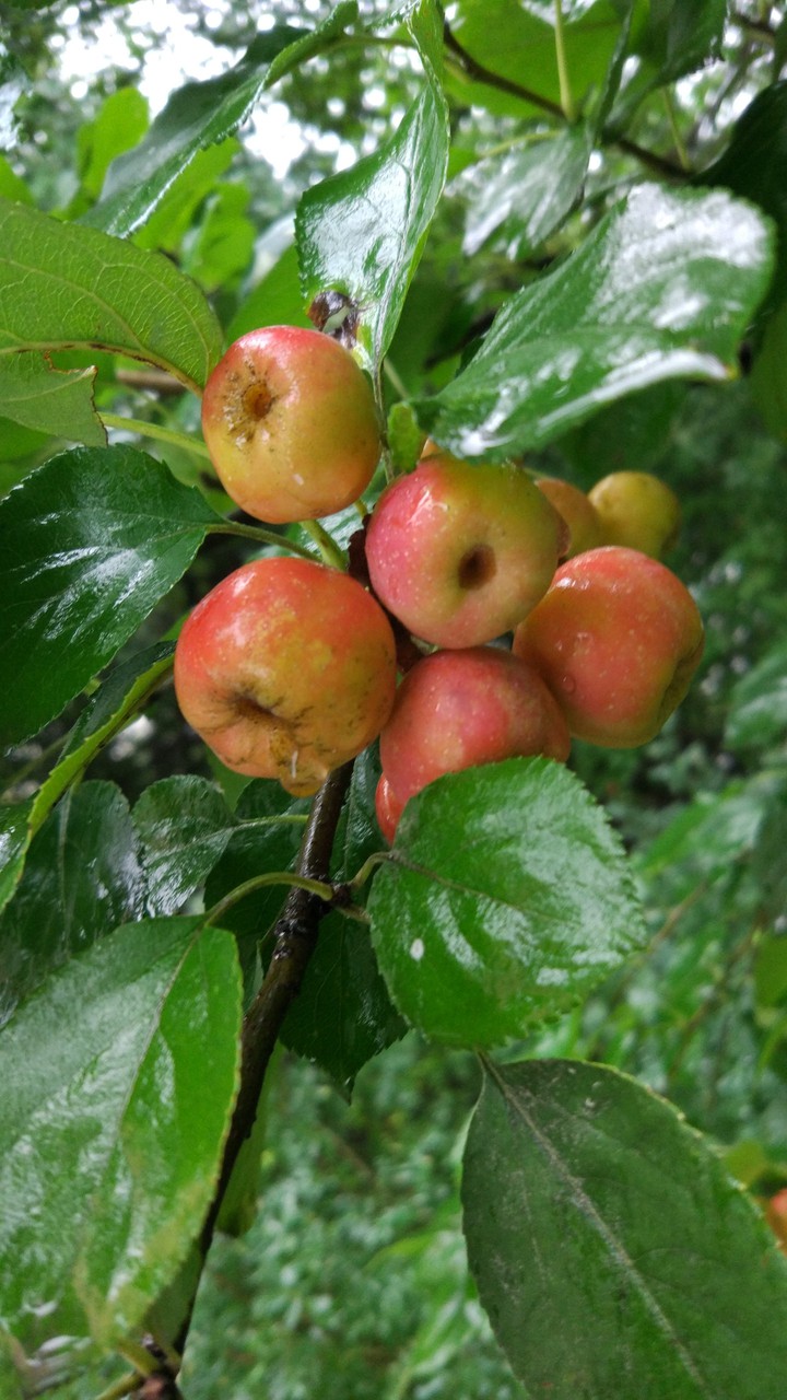 apple