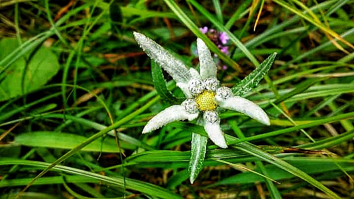 Most precious flower