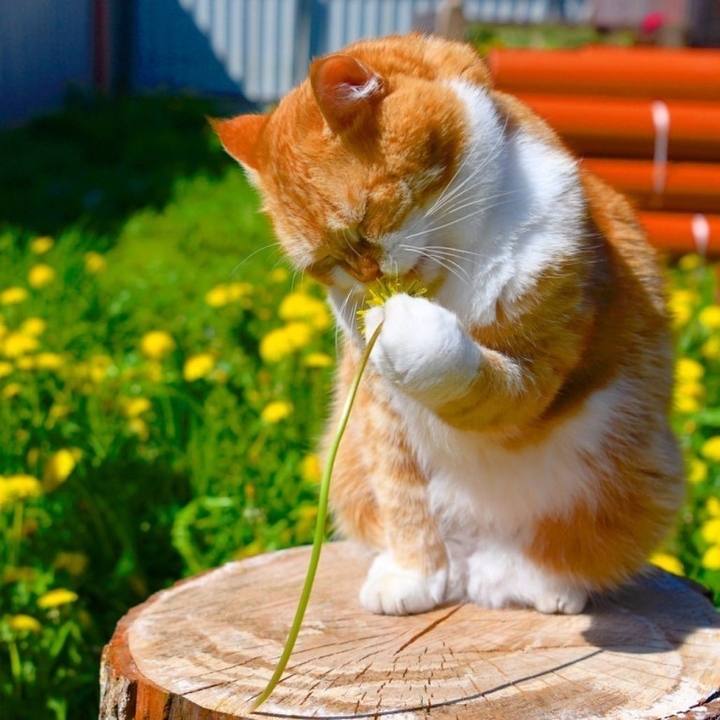 Рыжий котейка)