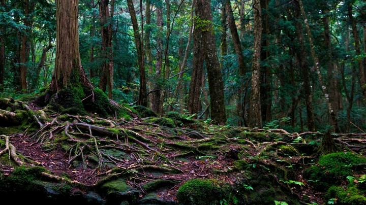 Aokigahara - Suicide forest