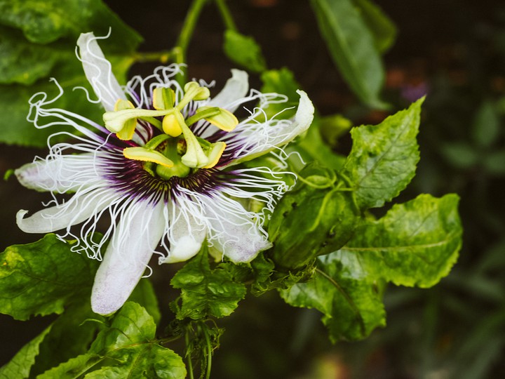 .