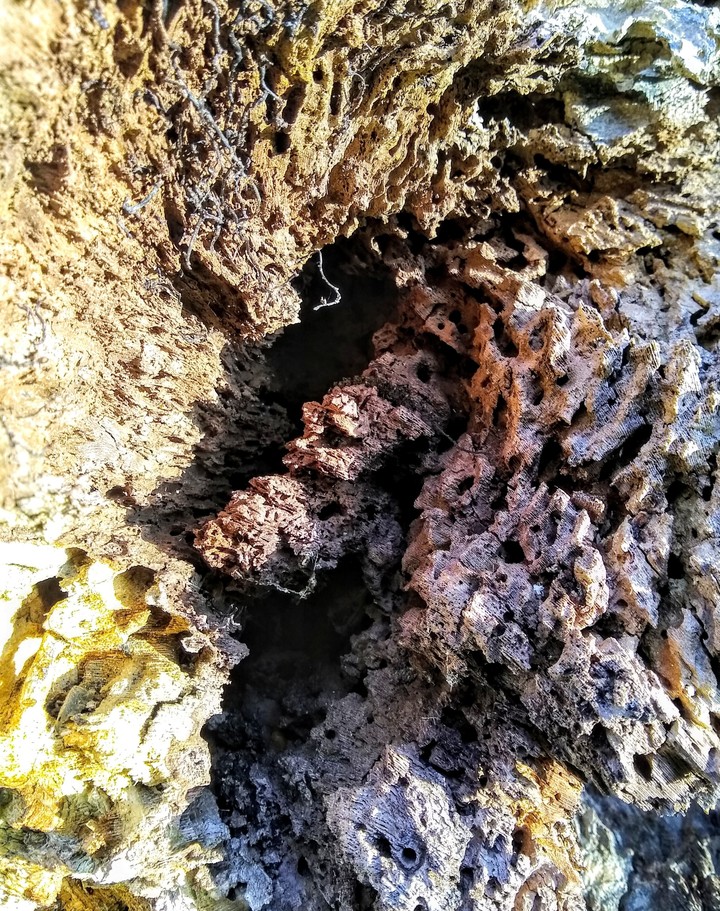 Dead Wood