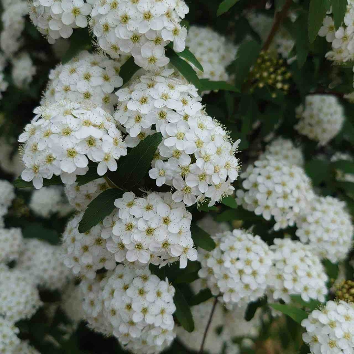 spiraeacantoniensis