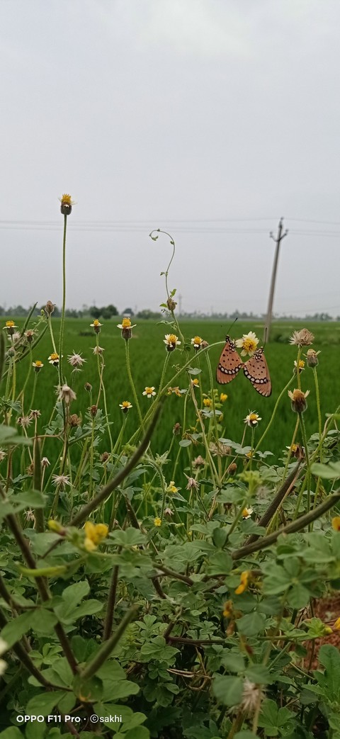 hình nền grass, plant