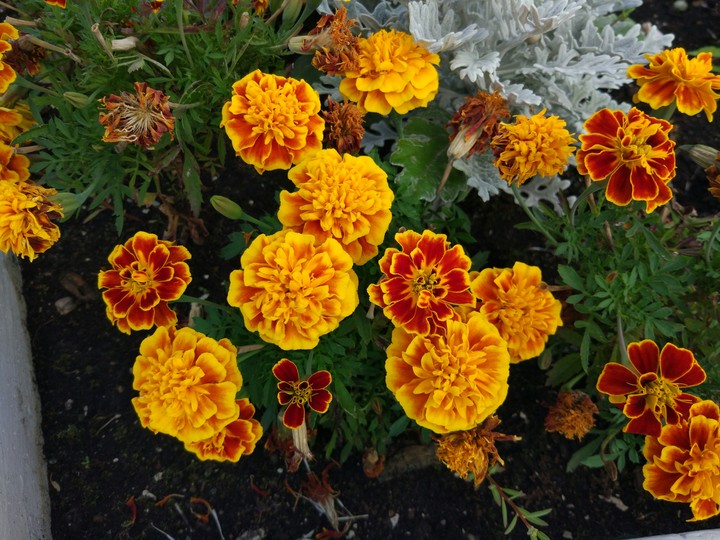mitino flower
