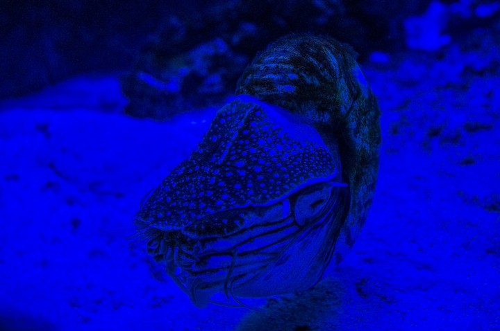 Nautilus Pompilius
