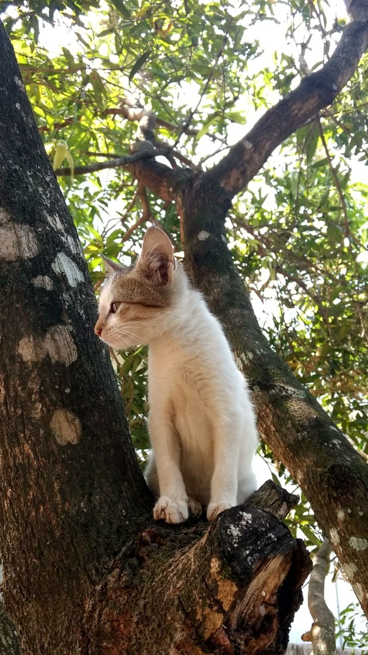 cat#kitten#cute