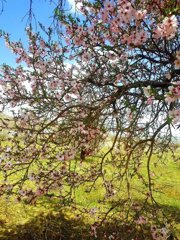 spring