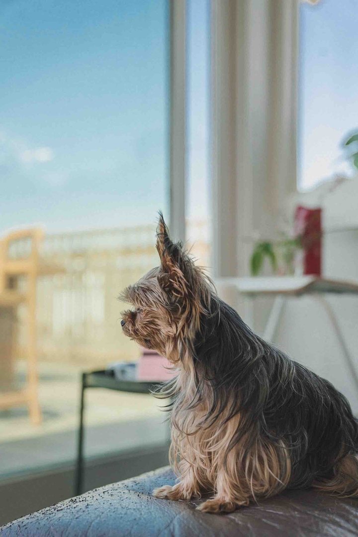 yorki