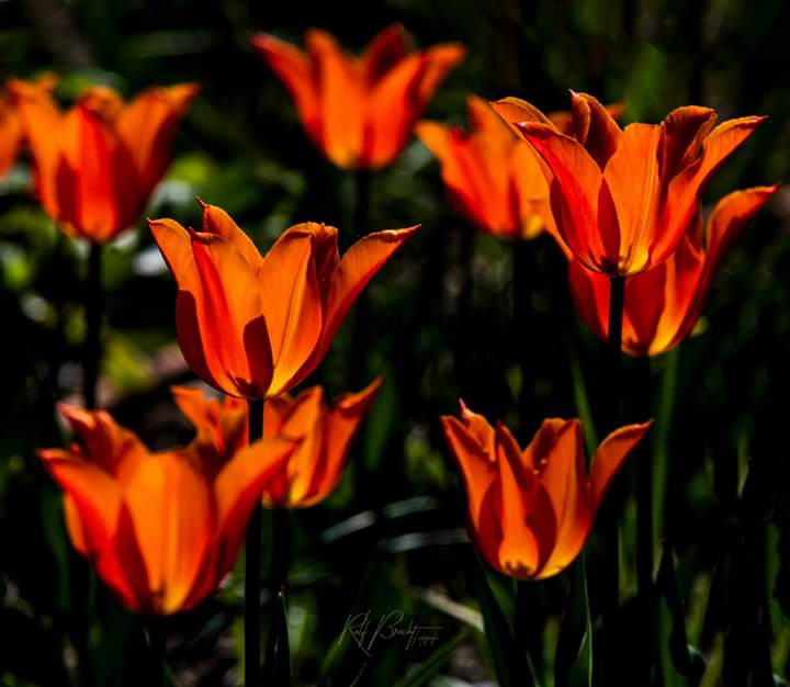 Tulips