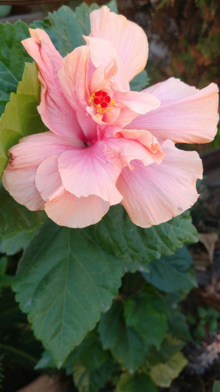 flor rosa