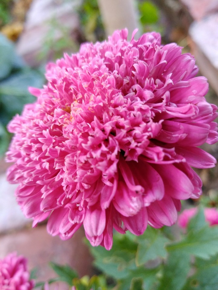 Chinese Aster flower