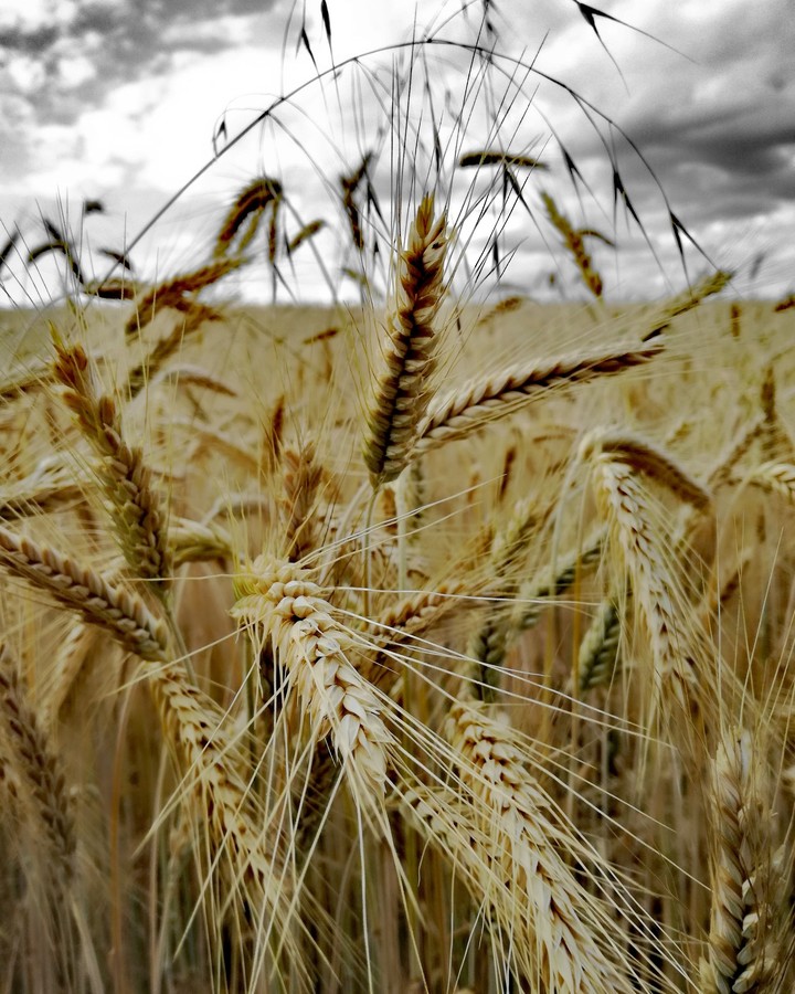 grain