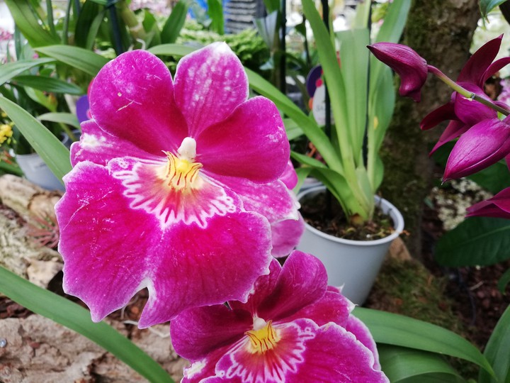 Orchideen