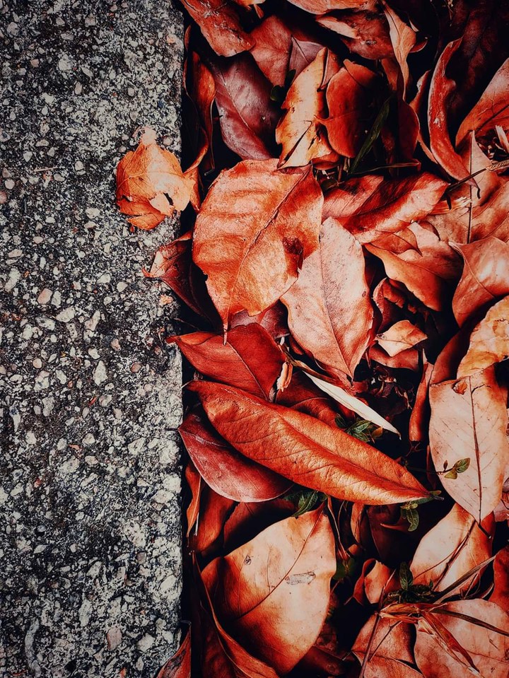 colourful leaf