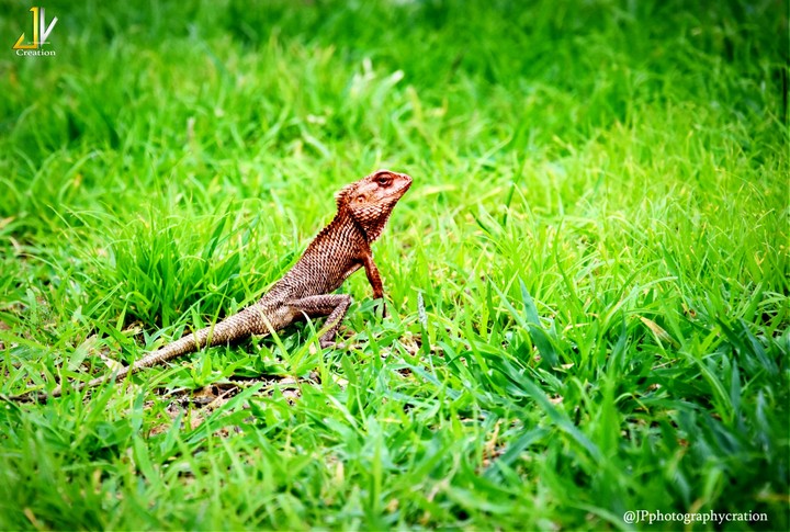 wildlife is important to quality of life