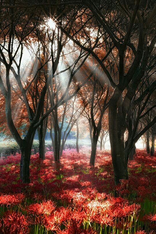 Black Forest