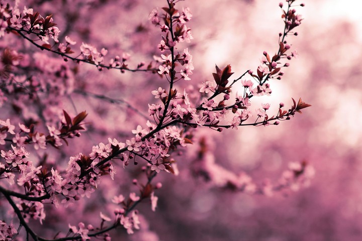 Think Pink