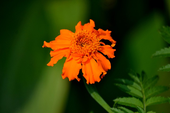 marigold # by me