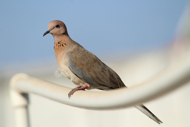 Laughing Dove