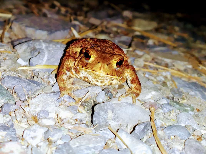 a frog