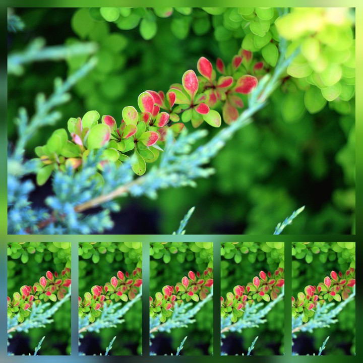 Barberry