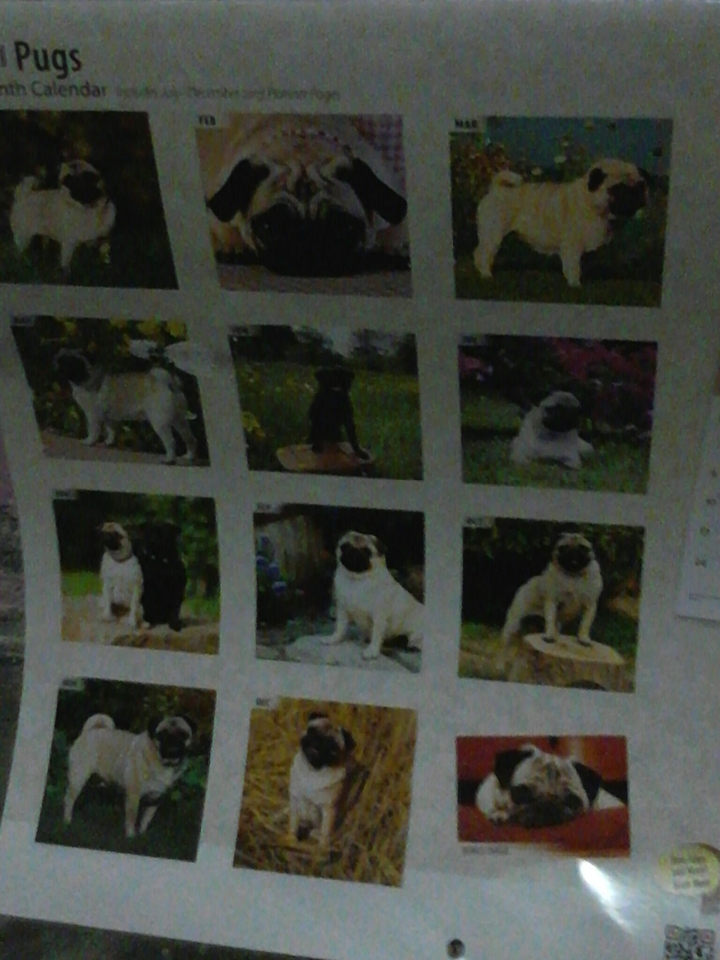 Photos of puggys!