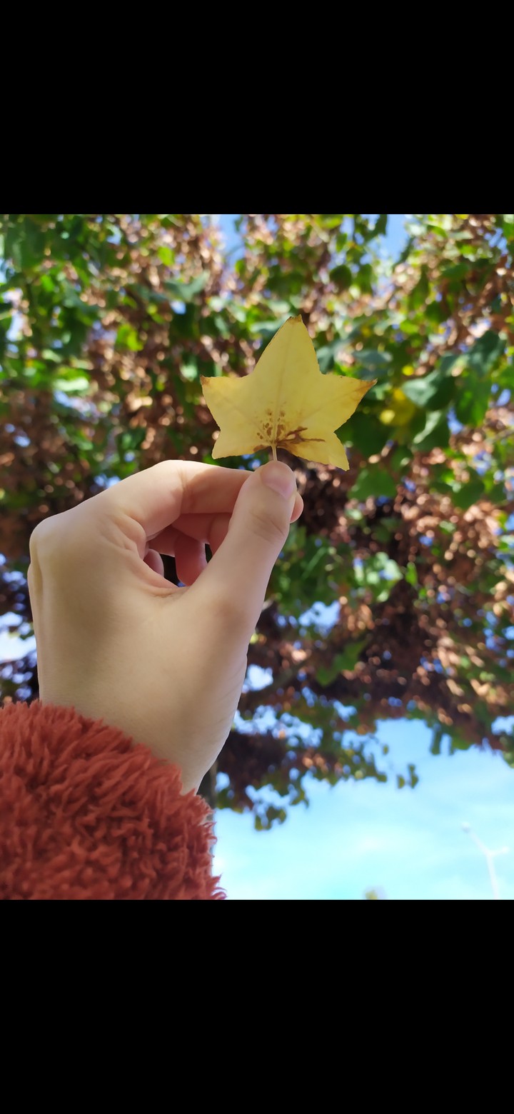 leaf