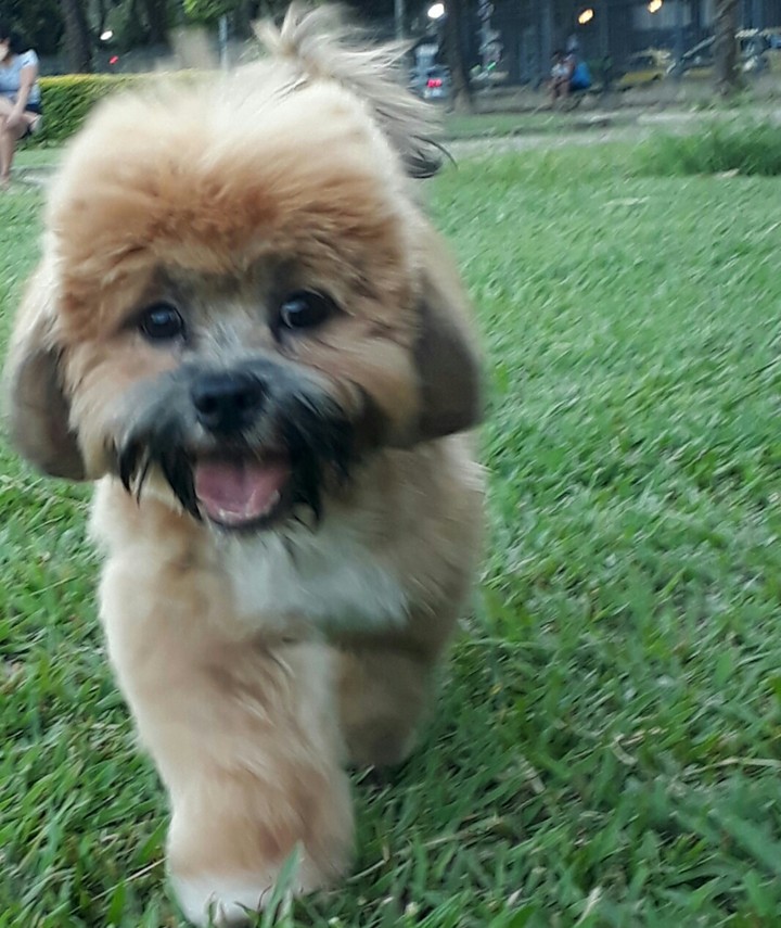 meu Milo lindo