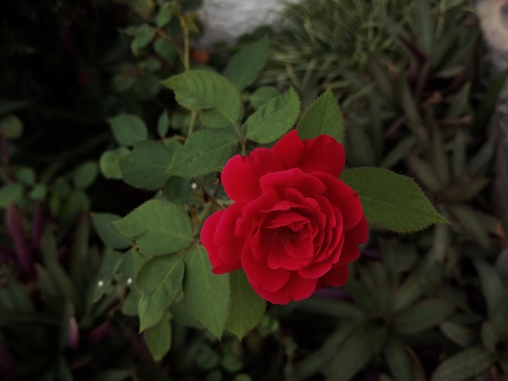 The Red Rose