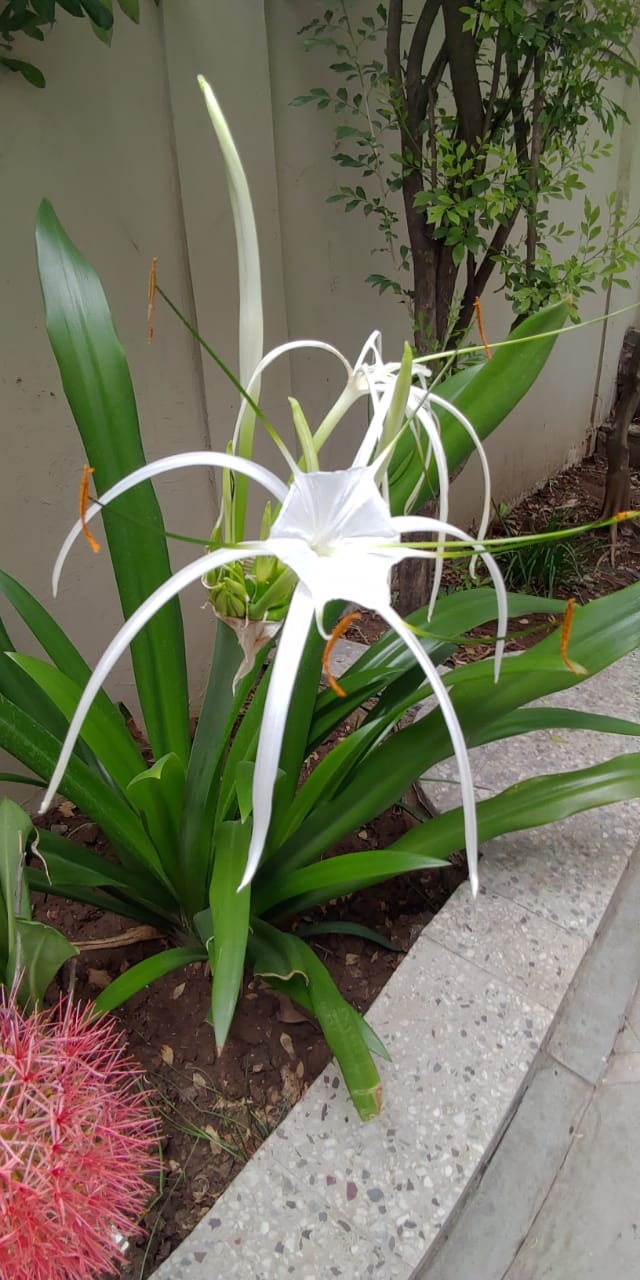 white and beautifull