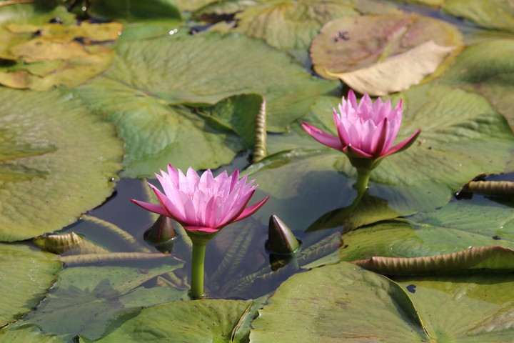 Pink flowers