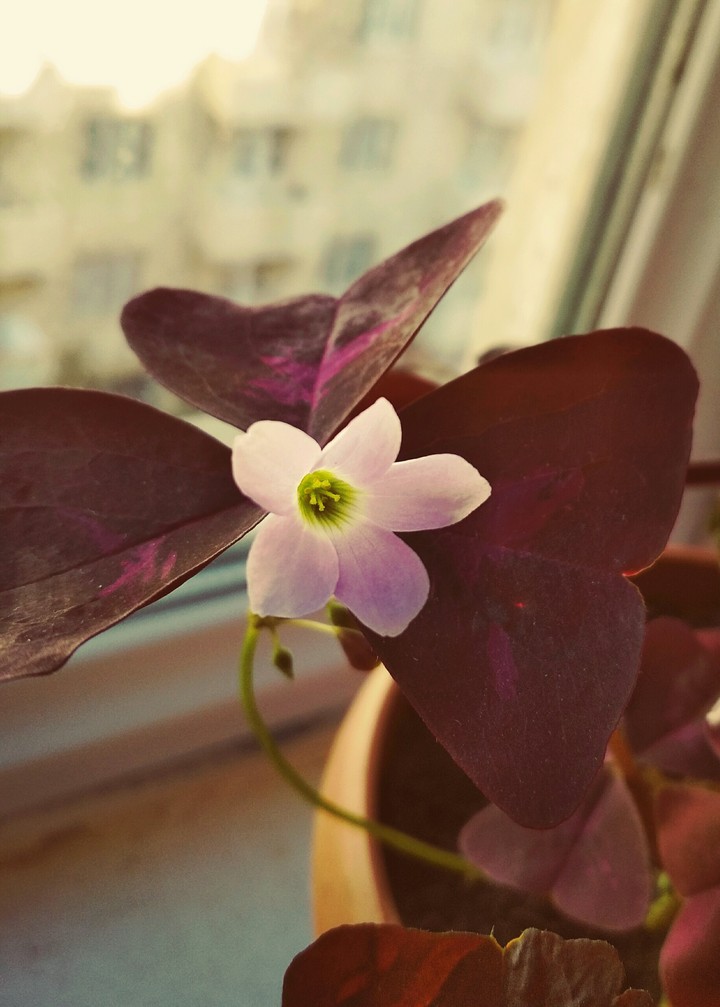 A Beautiful oxalis