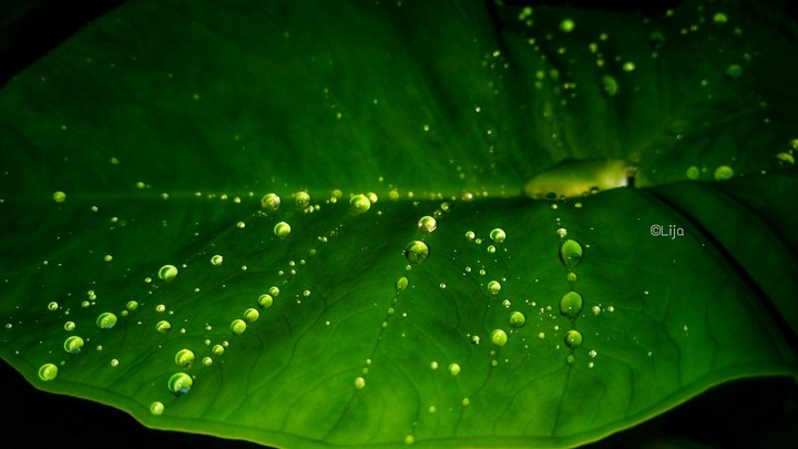 Rain drops