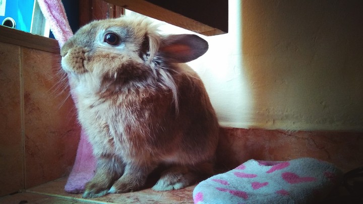A special rabbit