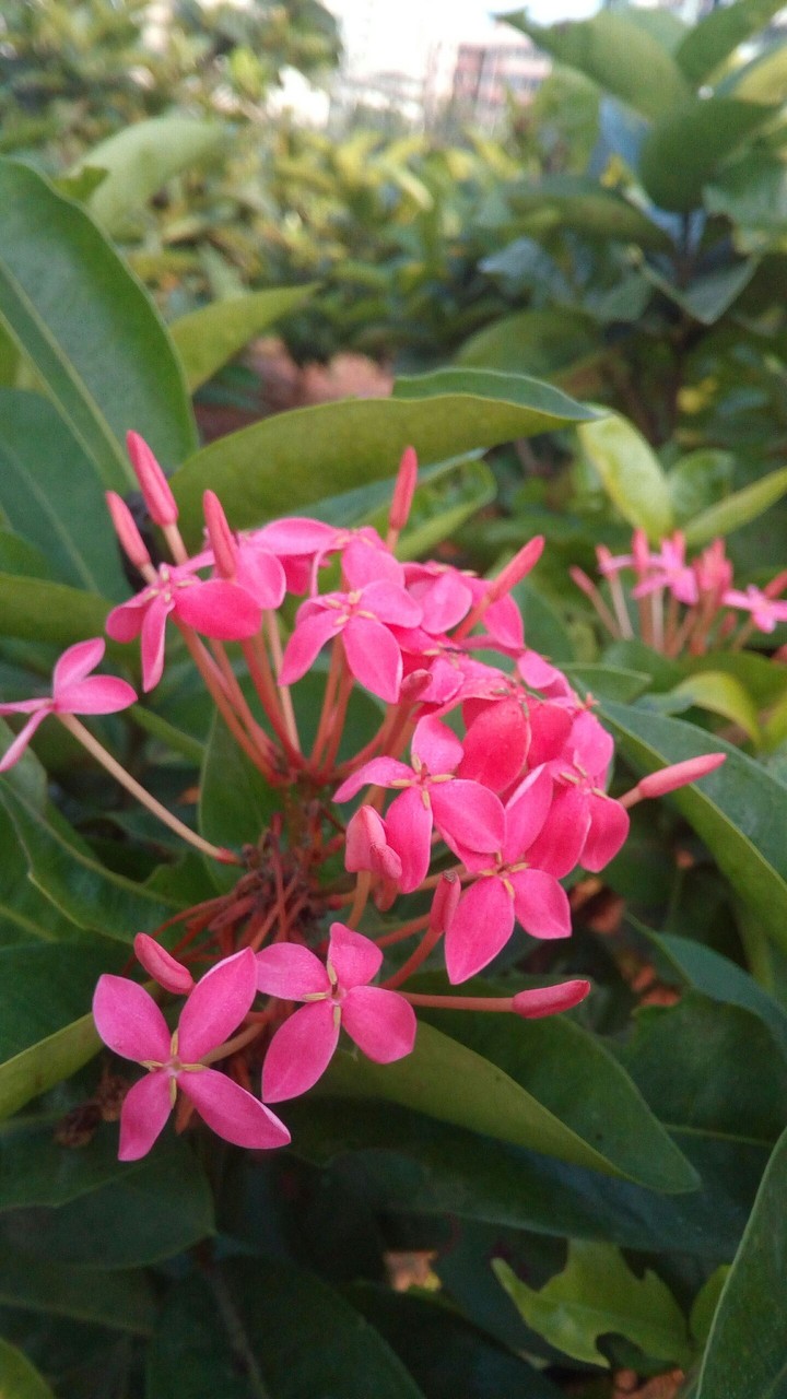 Garden Beauty.