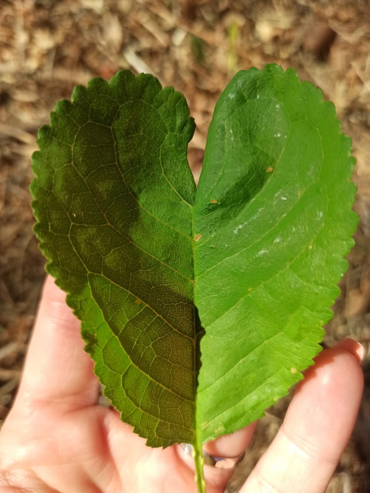 natura