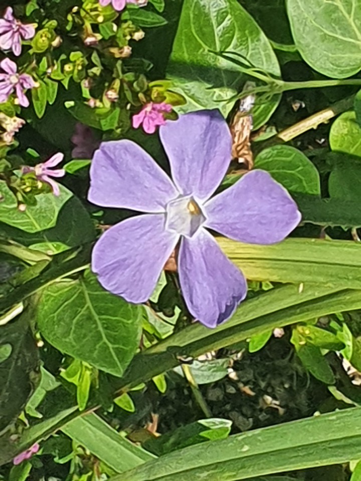 flowers