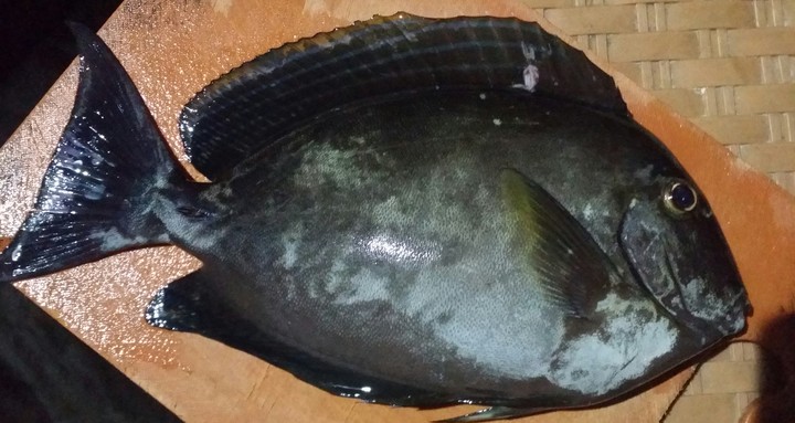 Yellowfin Surgeonfish (Acanthurus chirurgus)