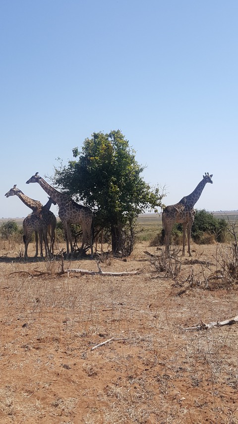 giraffe family