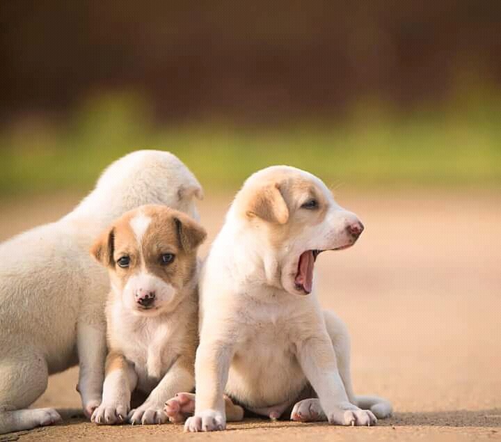 Cute doggy