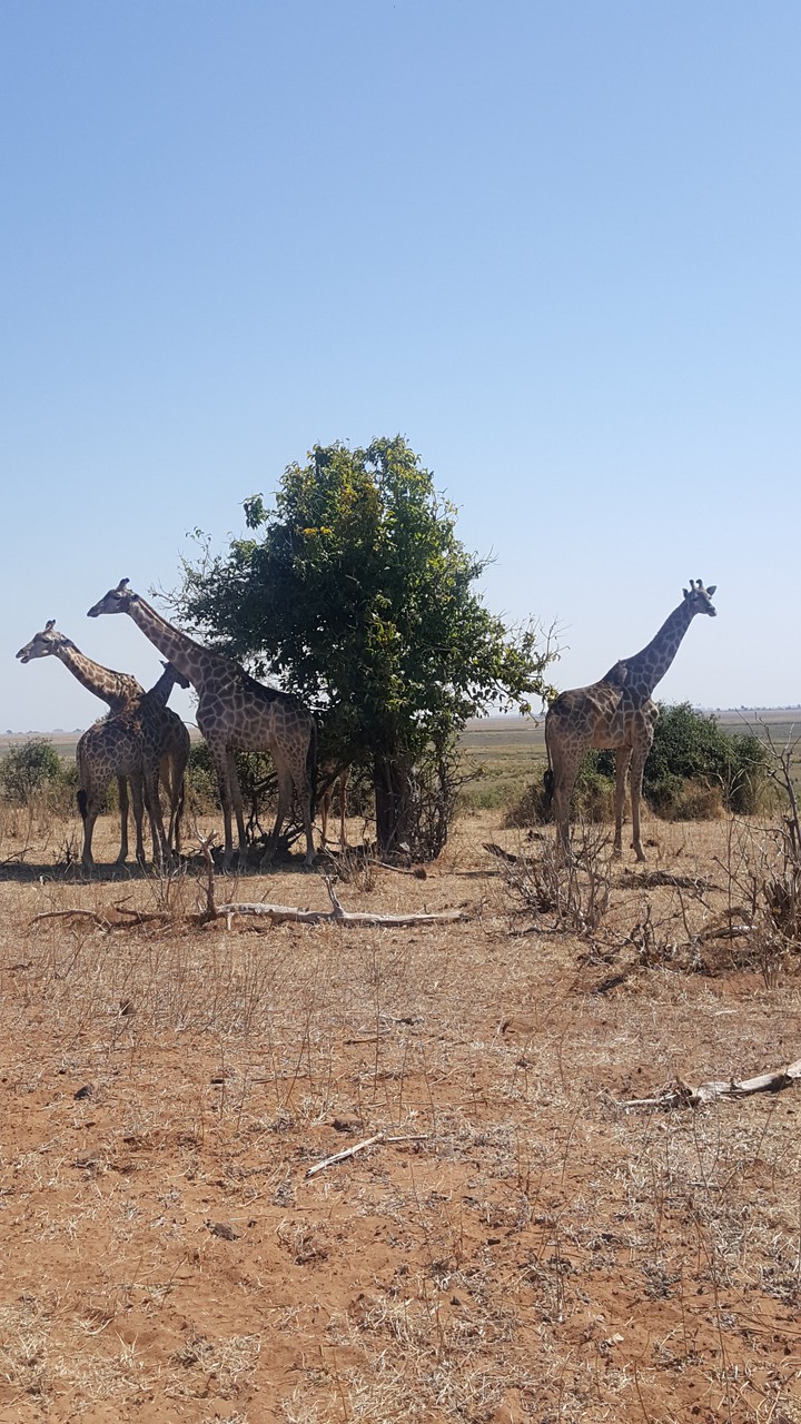 giraffe family