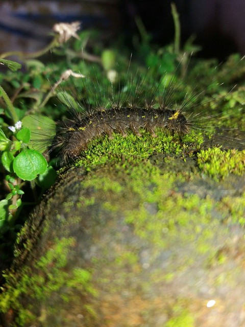 carterpillar