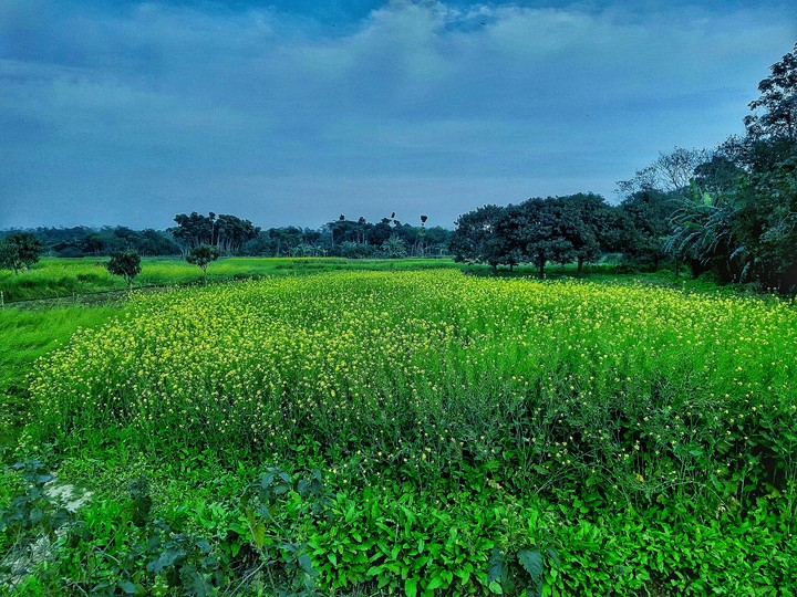 Mustard Plot