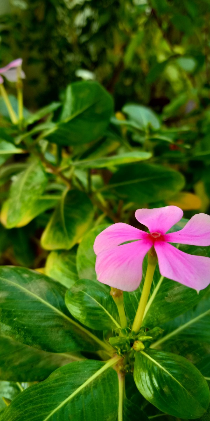 flower