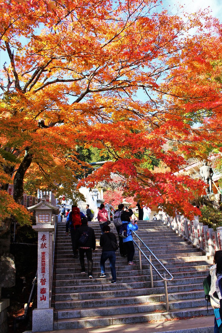 Autumn leaves,2018